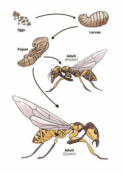 The Wasp Life Cycle – When Do Wasps Die Off? - Hullternative